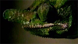 THCulture - 999 - Tea Age Culture